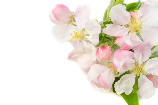 Branch of a blossoming apple-tree on a white background, close-up