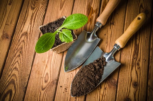 Seedlings zucchini and garden tools on a wooden surface
