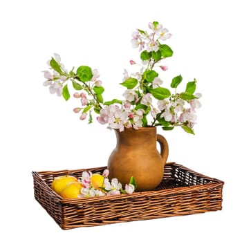 Branch of blossoming apple-tree in clay pitcher on white background, close-up