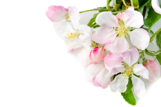 Branch of a blossoming apple-tree on a white background, close-up