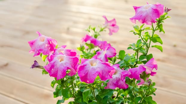 Flowering pink petunia in the garden on the terrace