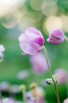 Pale pink flower Japanese anemone, close-up. Note: Shallow depth of field