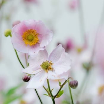 Pale pink flower Japanese anemone, close-up. Note: Shallow depth of field