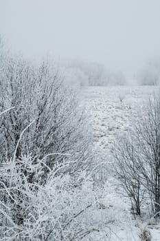 The fog in the winter, the trees covered with hoarfrost
