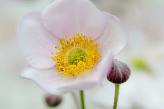 Pale pink flower Japanese anemone, close-up. Note: Shallow depth of field