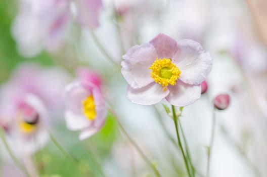 Pale pink flower Japanese anemone, close-up. Note: Shallow depth of field