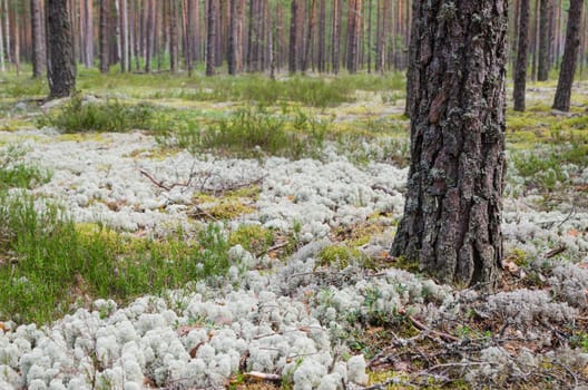 Pine forest