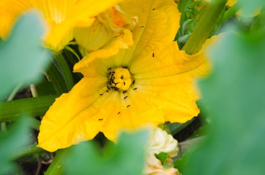Ants gather nectar from a pumpkin flower, close-up