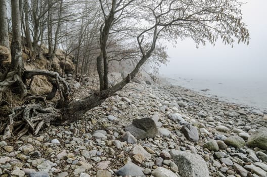 Stony coast of Baltic sea foggy in the morning