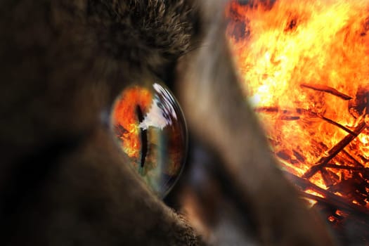 The fire in the eyes. Close-up of a cat's eye with flames