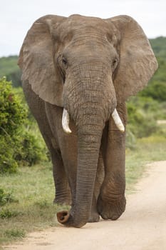 Large African Elephant with long trunk and big ears
