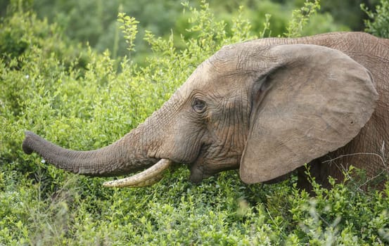Large African Elephant with long trunk reaching for green leaves