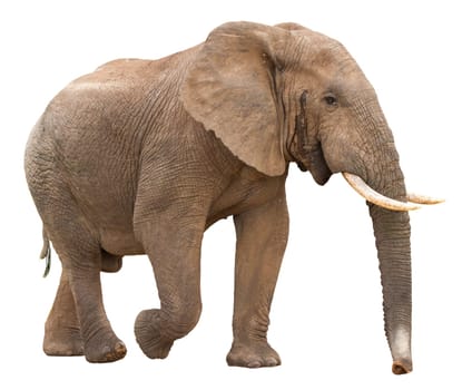 Large African Elephant isolated on white background