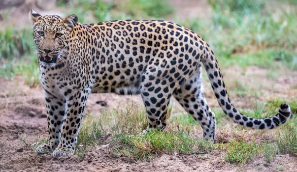 Beautiful leopard with spotted fur walking in South Africa