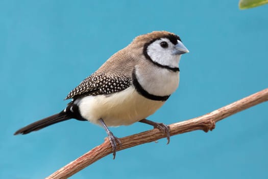 Beautiful owl finch bird from Australia