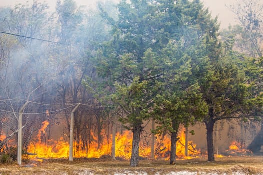 Wild bush fire with large orange flames