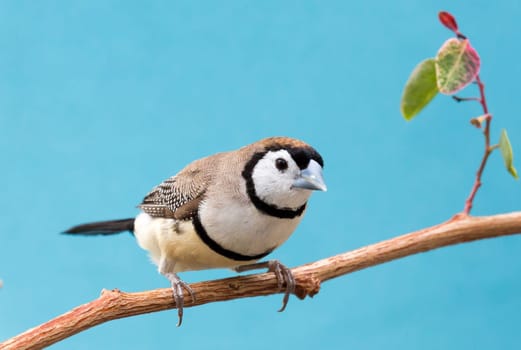 Beautiful owl finch bird from Australia