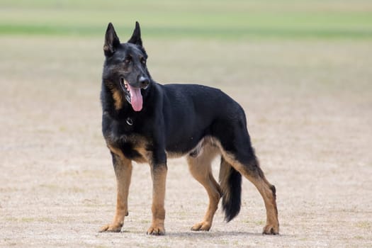 Portrait of a handsome police dog with alert pricked ears