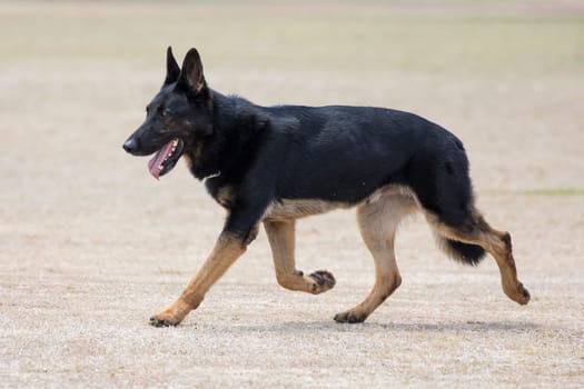 Portrait of a handsome police dog with alert pricked ears