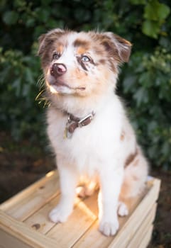 A very adorable canine with one blue and one brown eye stand on a wood crate.