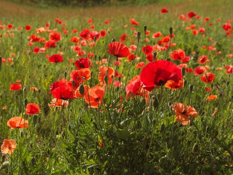 Field of poppies with beautiful warm morning sun using as natural background