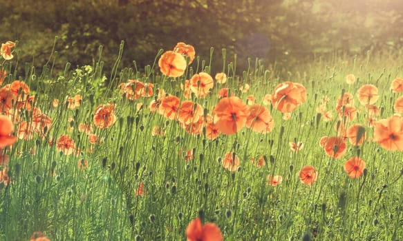 Field of poppies with beautiful morning sun using as natural background, vintage color toned