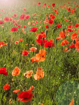 Field of poppies with beautiful morning sun using as natural background