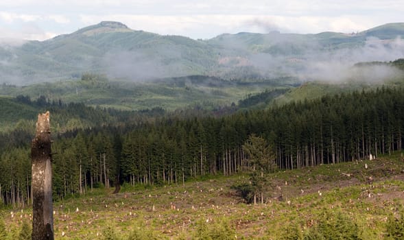 Two lone trees were left in the middle of a logging clearcut in the mountains