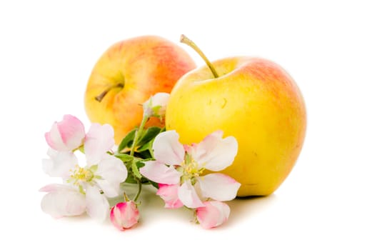 Ripe apple and blossoming branch of an apple-tree, Isolated on white