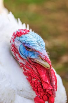 Turkeys from a Hessian free-range farm
