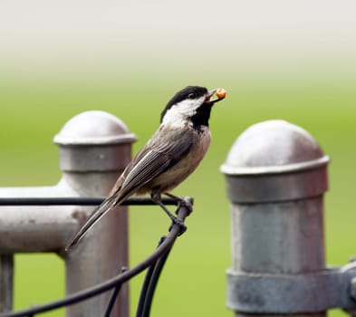A Black-capped Chickadee travels the fence line gathering food to take to her young