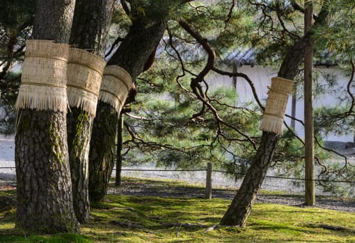 Japanese pine tree garden with moss on ground in kyoto, Japan