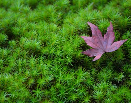 Fallen autumn red maple foliage on green moss background