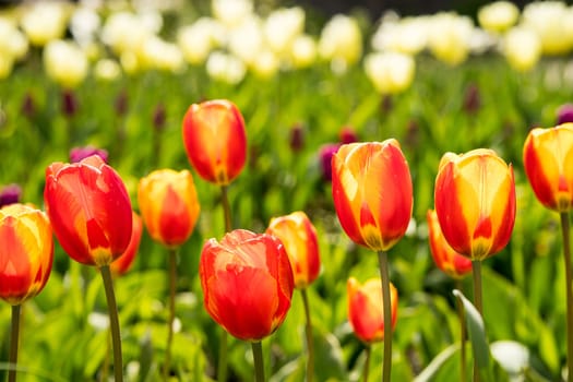 Tulip field with colorful tulips in full bloom in the bright spring