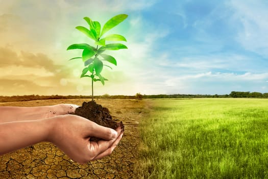 Hand holding plant on soil in over cracked earth against climate change background