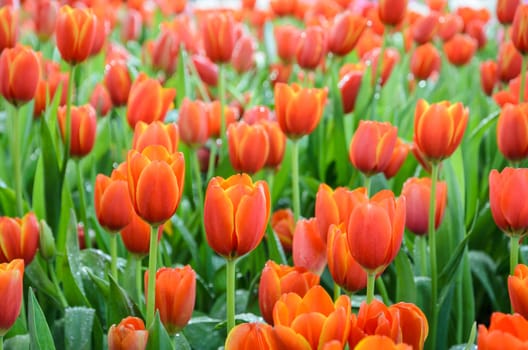 Beautiful orange tulip flowers field in the spring