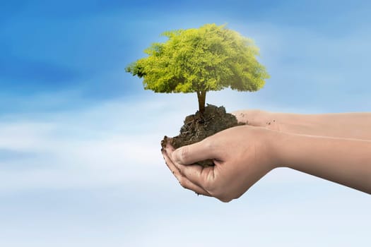 Hand holding tree plant on soil over blue sky background