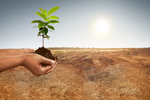 Hand holding plant on soil on the dry land effect of climate change