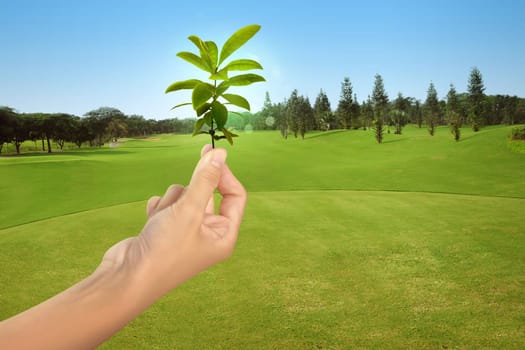 People hands holding small plant over green field background