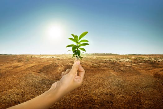 Hand holding green plant with sunlight on dry ground