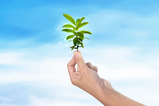 People hand holding green plant on sky background