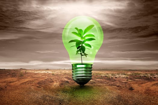 Small plant inside light bulb in cracked land. Earth Hour Concept.