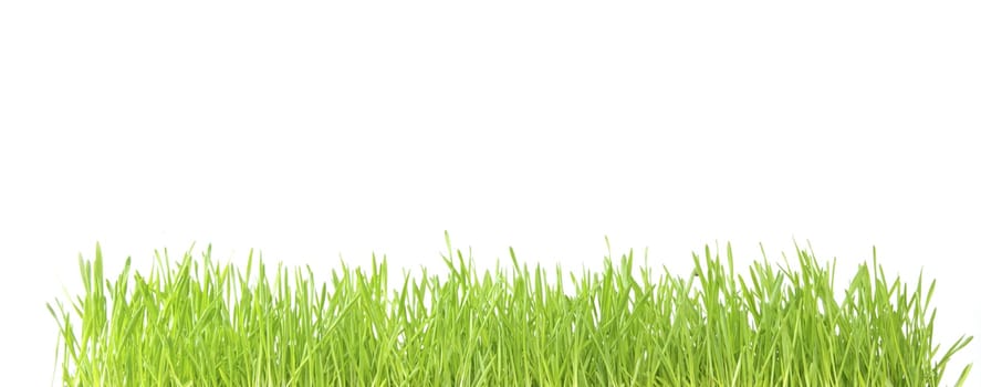 Green lawn isolated on white background