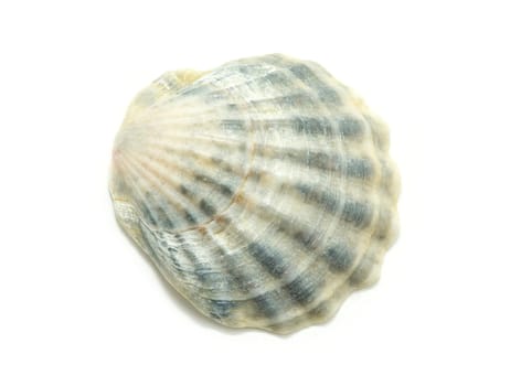 Sea shell  isolated on white background