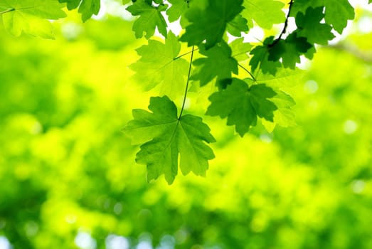 green leaves background in a sunny day