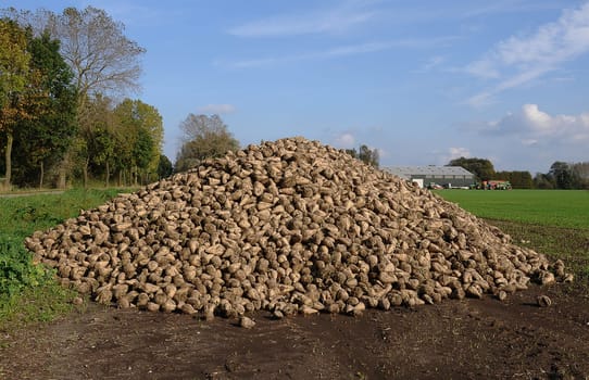 Beet harvest