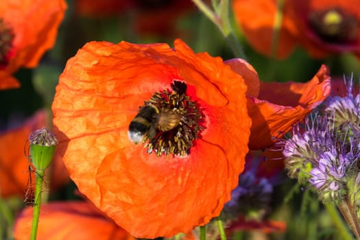 Poppies,field in spring with red poppies in bloom