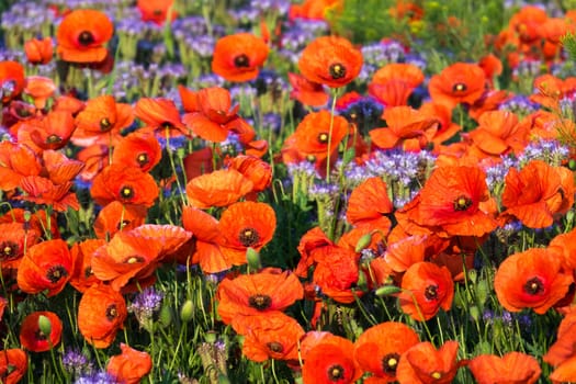 Poppies,field in spring with red poppies in bloom