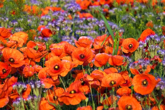 Poppies,field in spring with red poppies in bloom