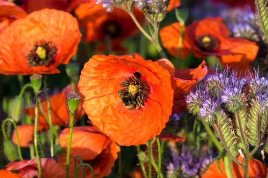 Poppies,field in spring with red poppies in bloom
